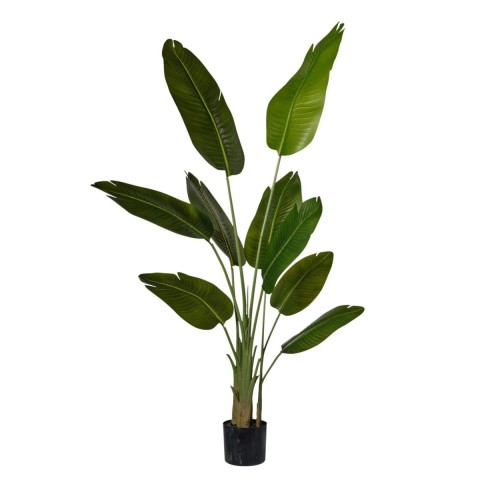 PIANTA STRELIZIA X3 IN VASO H.156 CM.